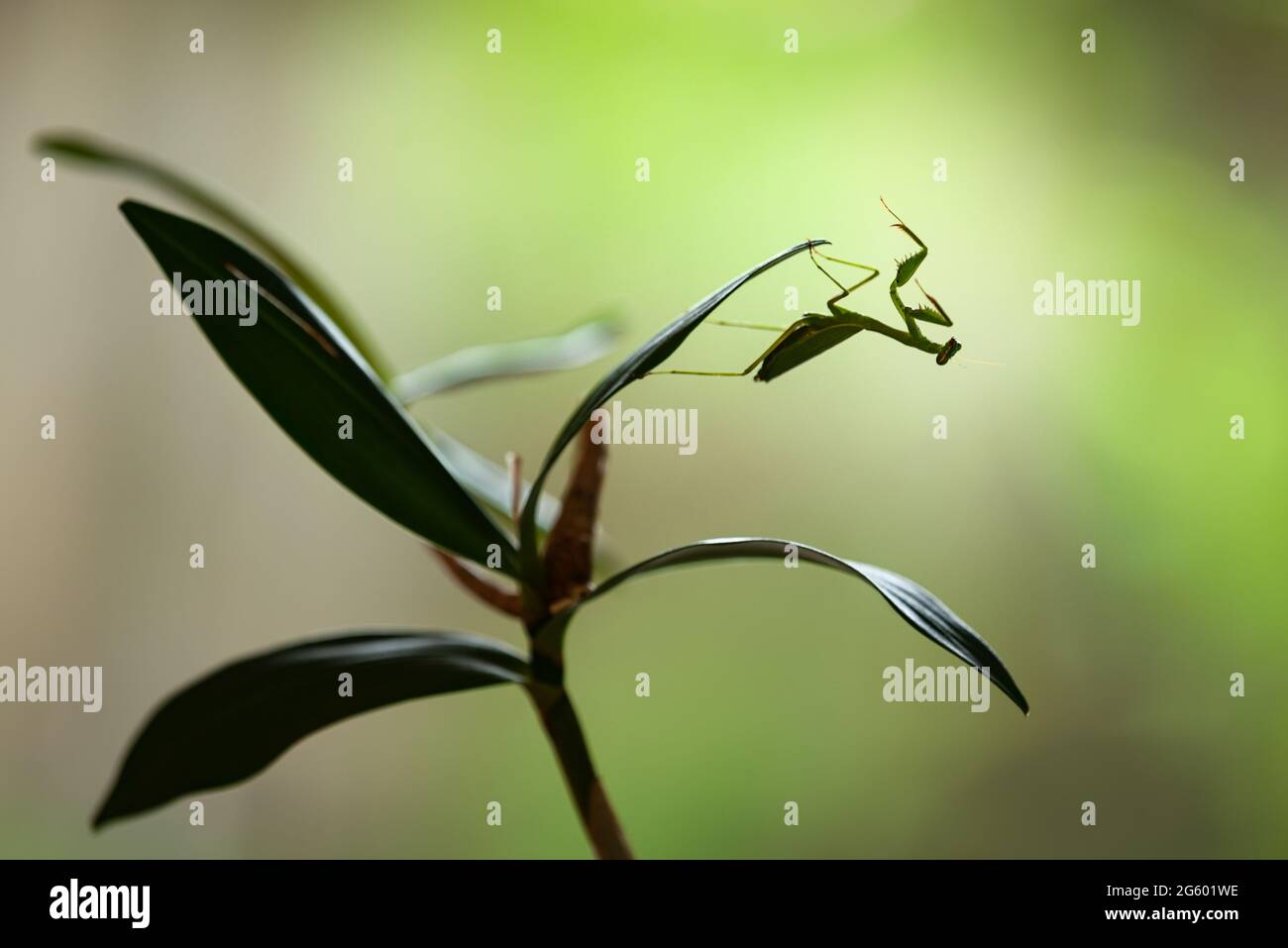 A green praying mantis perched upside down on a plant with nature background Stock Photo