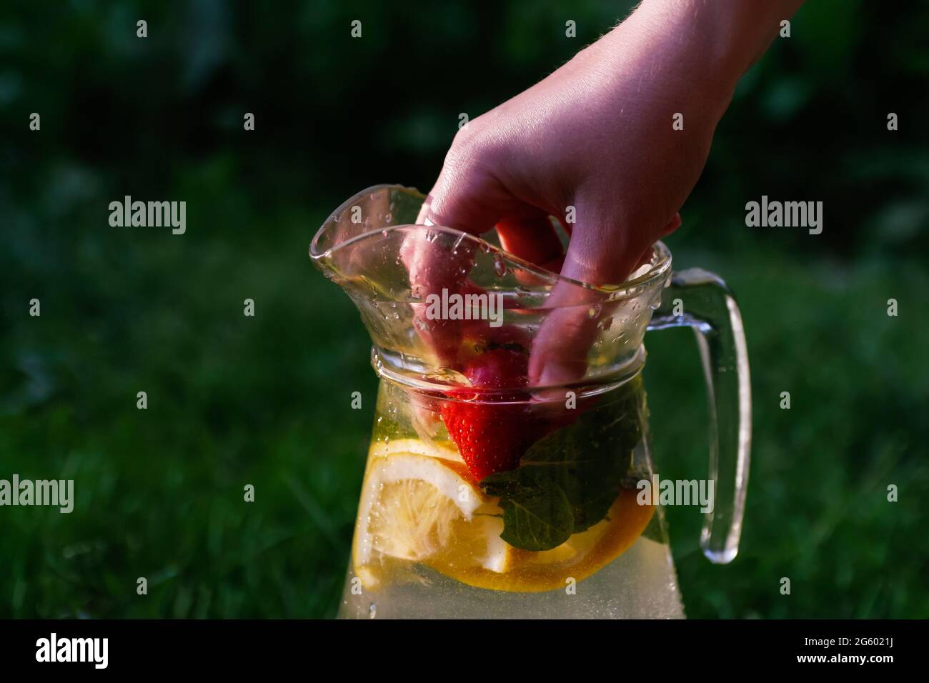 Defocus hand put strawberry in glass jug of lemonade with slice lemon and mint on natural deep green background. Pitcher of fresh summer sunny cocktai Stock Photo