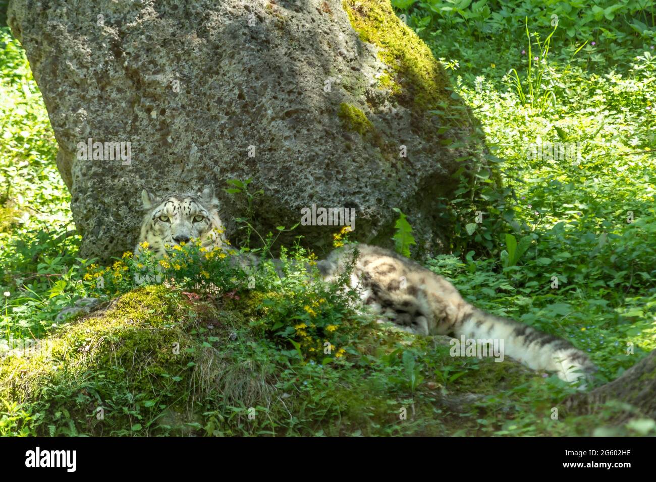 snow leopard resting on shadow, behind flowers Stock Photo