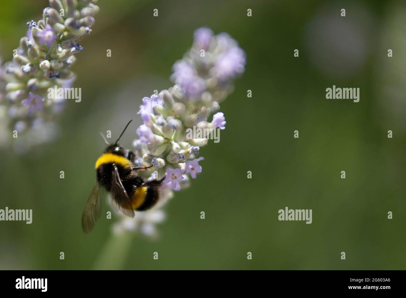 bumblebee on lavender flower Stock Photo