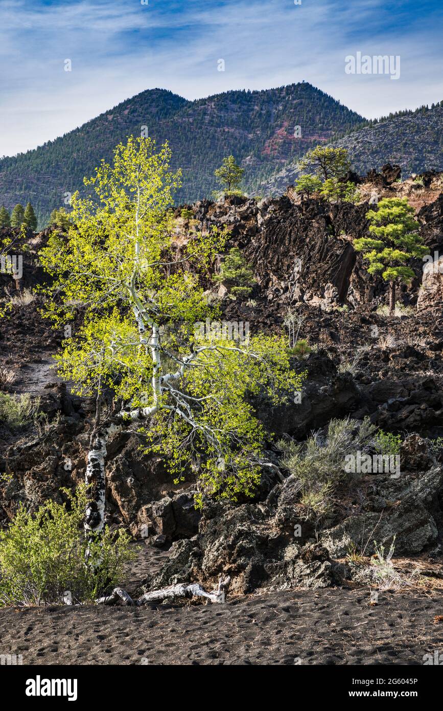 Quaking aspen, Populus tremuloides, O'Leary Peak, from A'a Trail in Bonito Lava Flow, Sunset Crater Volcano National Monument, Arizona, USA Stock Photo