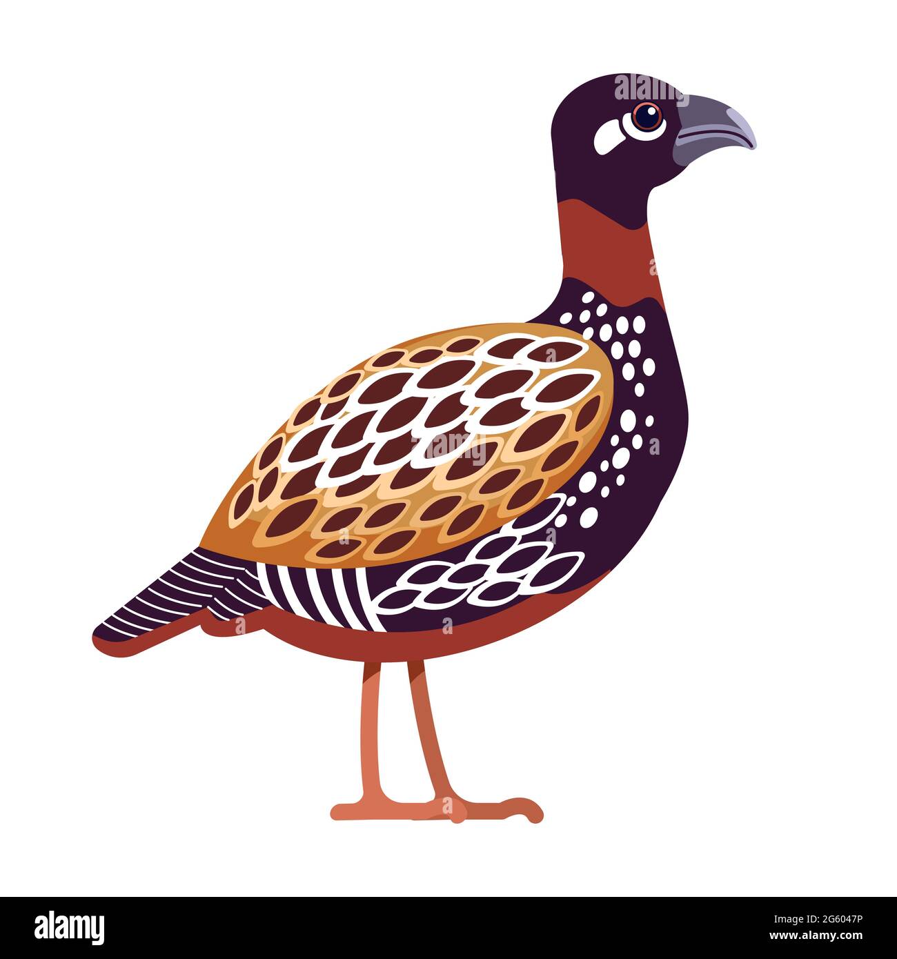 Black francolin or Black Partridge is a gamebird in the pheasant family Phasianidae of the order Galliformes, gallinaceous birds. Cartoon, flat Stock Vector
