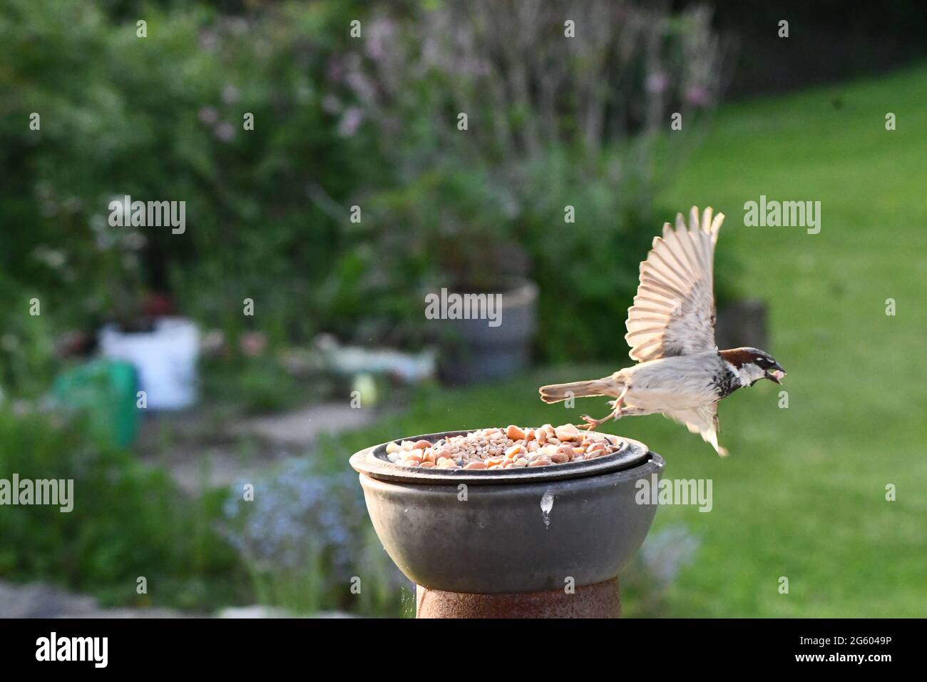 Male house sparrow flying away with a nut in its mouth Stock Photo