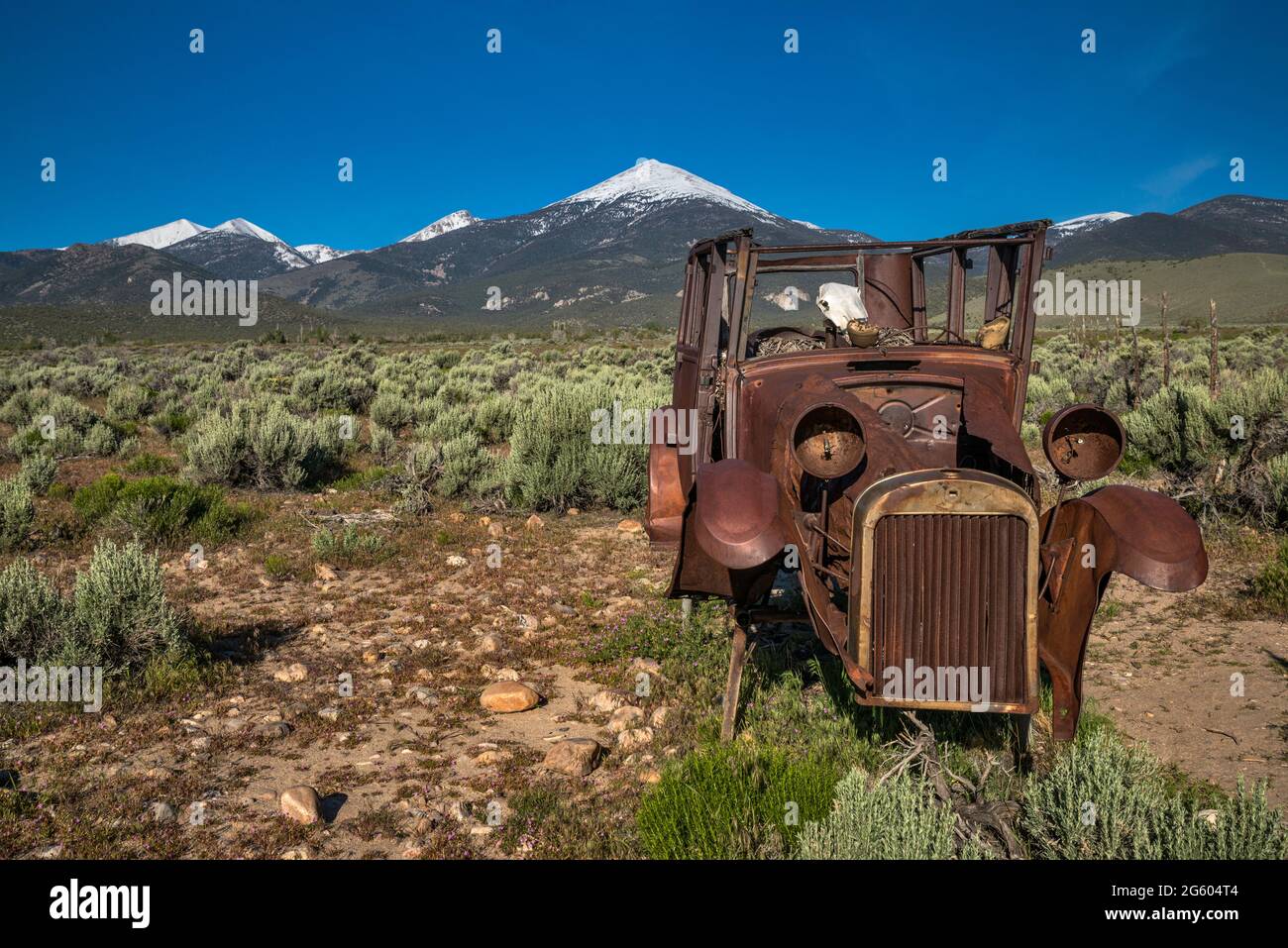 Abandoned rusty car, cow skull inside, in Snake Valley, near Great Basin National Park and town of Baker, Nevada, USA Stock Photo