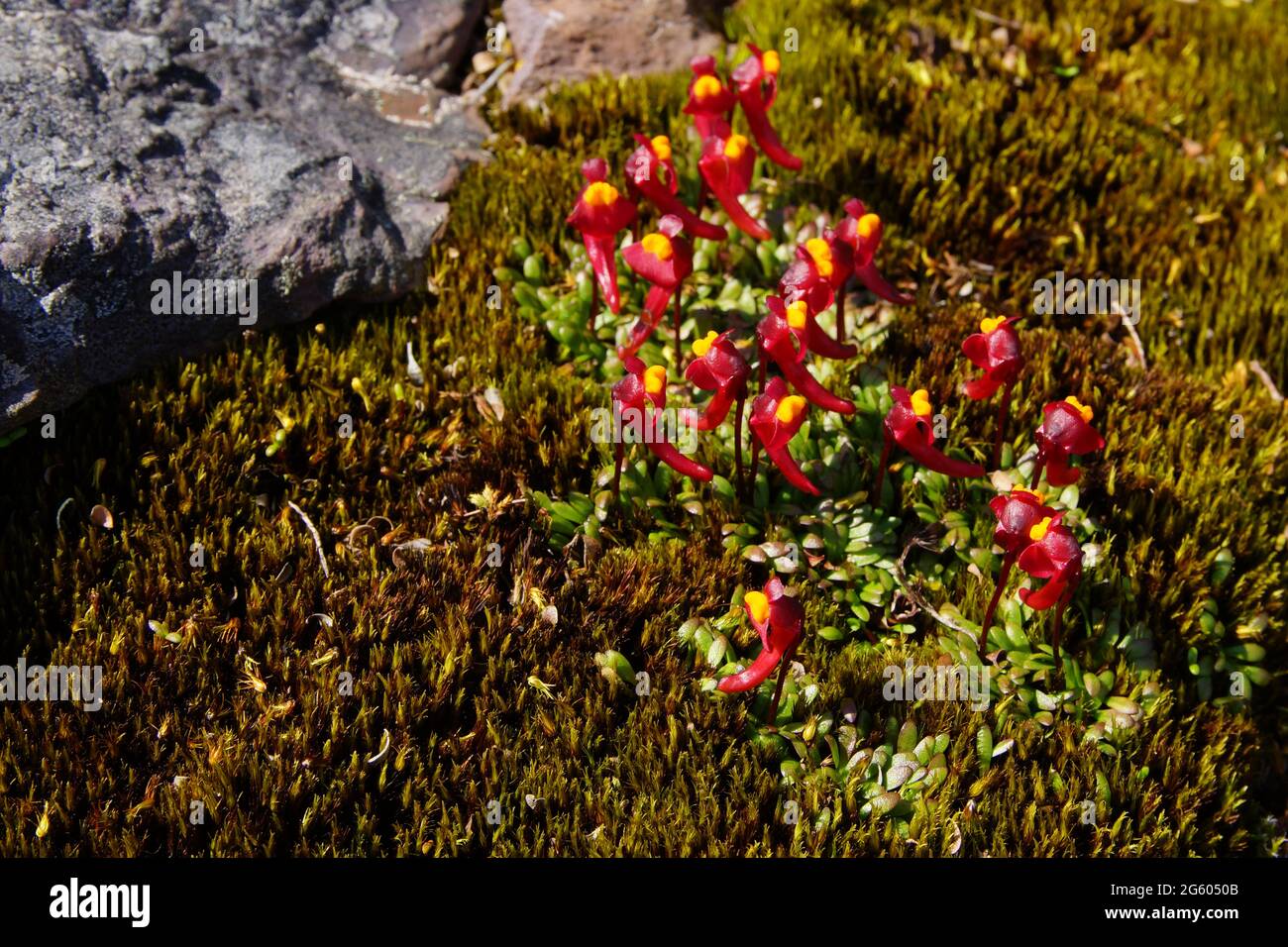 Large group of bladderwort Utricularia menziesii flowers, Australia Stock Photo