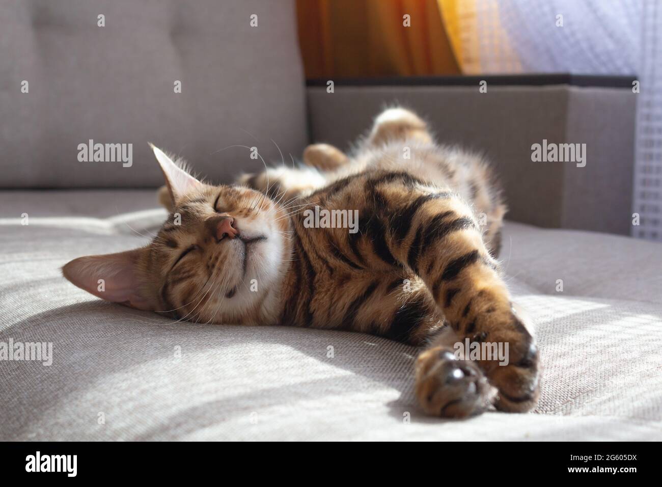 Bengal cat lying on sofa and smiling. Stock Photo