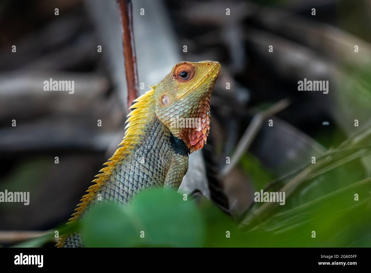 A curious Indian Garden Lizard, peering over the foliage Stock Photo