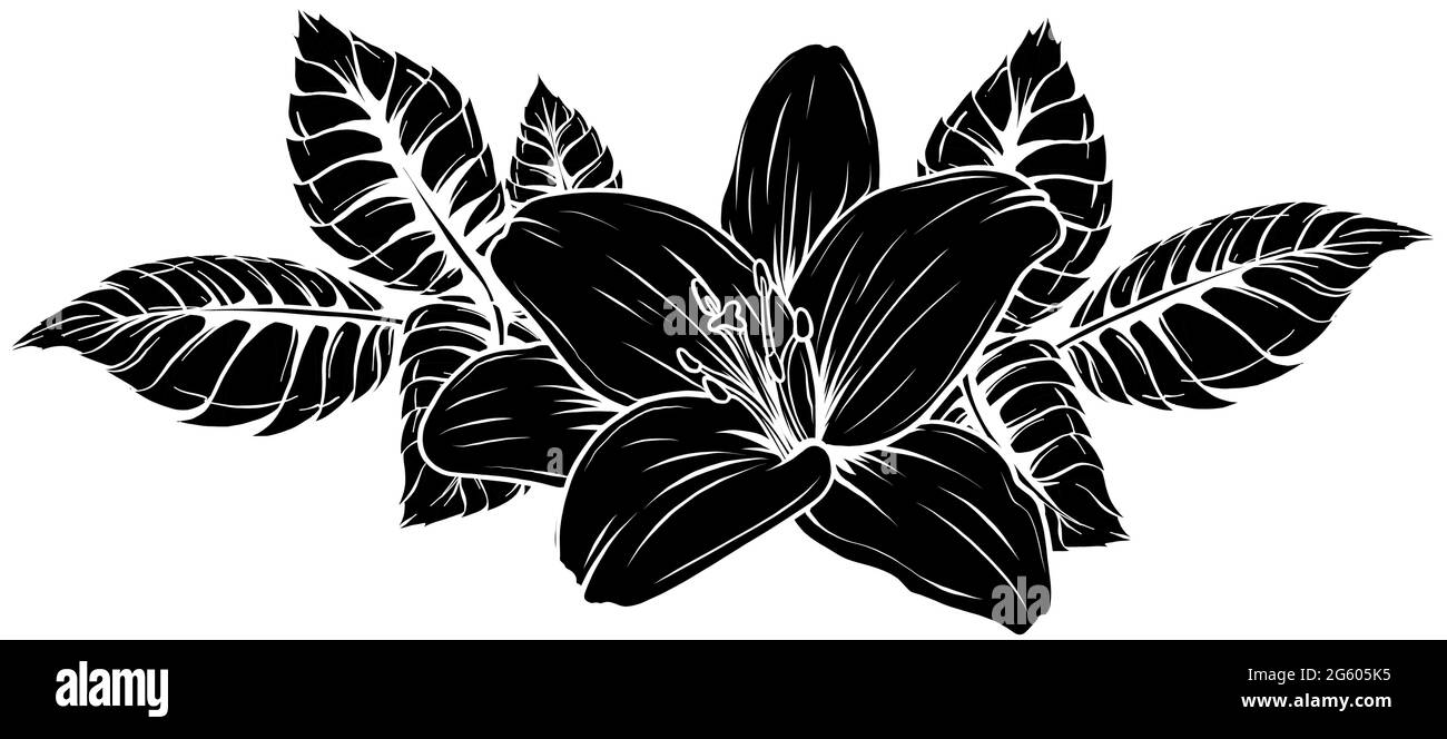 vector illustration of lily flower with leaves Stock Vector Image & Art