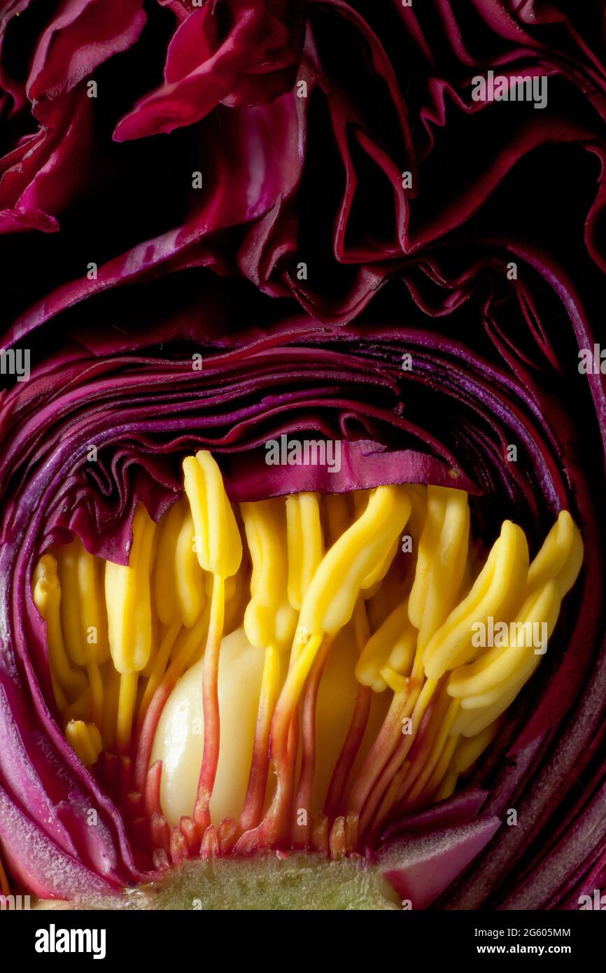 Detailed view Inside a Peony flower head bud before it has opened up. Stamen and deep purple petals still forming while close up. Stock Photo