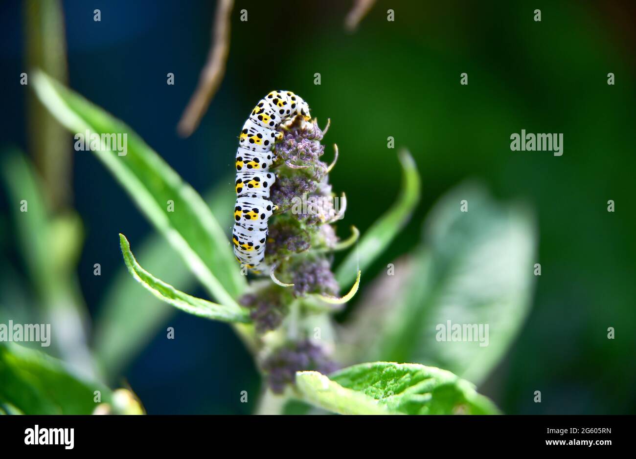 Brighton UK 1st July 2021 - A mullein moth (Cucullia verbasci) caterpillar eating a buddleia plant enjoys the warm sunshine in a Brighton garden today . An infestation of the mullein moth caterpillars can cause devastation to buddleia plants and cause problems to gardeners in Britain   : Credit Simon Dack / Alamy Live News Stock Photo
