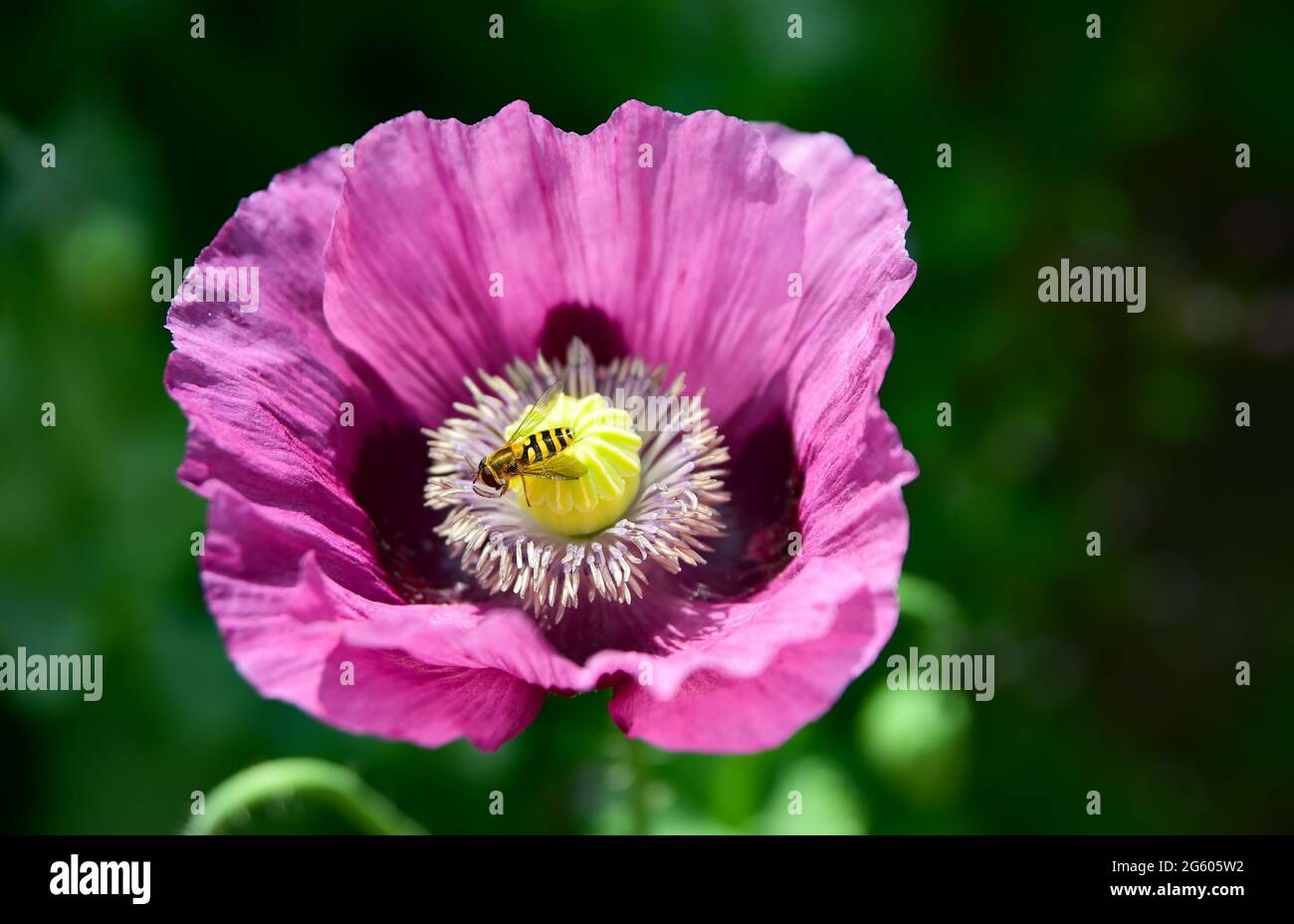 Brighton UK 1st July 2021 - A hoverfly settles on a poppy flower in warm sunshine in a Brighton garden today . With the decline of bees in the UK overflies play an important part in the pollination of plants : Credit Simon Dack / Alamy Live News Stock Photo