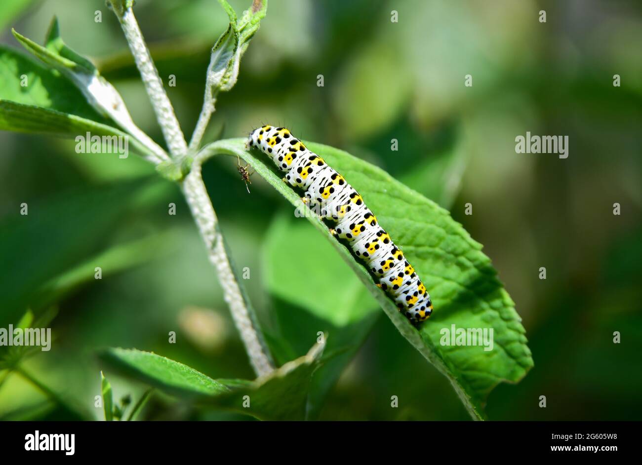 Brighton UK 1st July 2021 - A mullein moth (Cucullia verbasci) caterpillar eating a buddleia plant enjoys the warm sunshine in a Brighton garden today . An infestation of the mullein moth caterpillars can cause devastation to buddleia plants and cause problems to gardeners in Britain   : Credit Simon Dack / Alamy Live News Stock Photo
