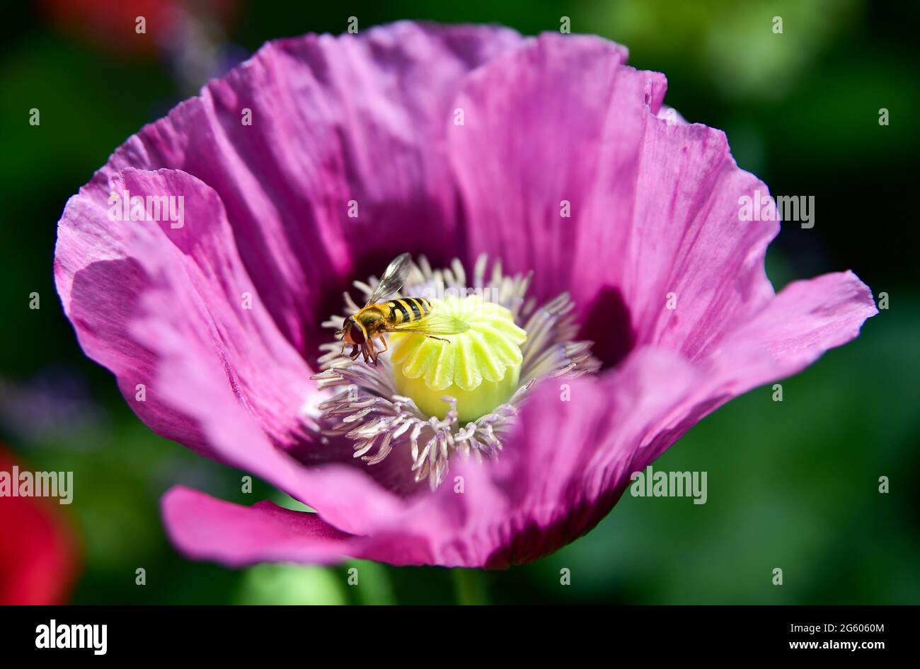 Brighton UK 1st July 2021 - A hoverfly settles on a poppy flower in warm sunshine in a Brighton garden today . With the decline of bees in the UK overflies play an important part in the pollination of plants : Credit Simon Dack / Alamy Live News Stock Photo