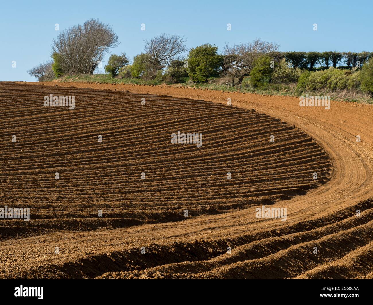 strong geometric shape pattern in curves and lines in a ploughed seeded field at golden hour side hard light under clear blue sky Stock Photo