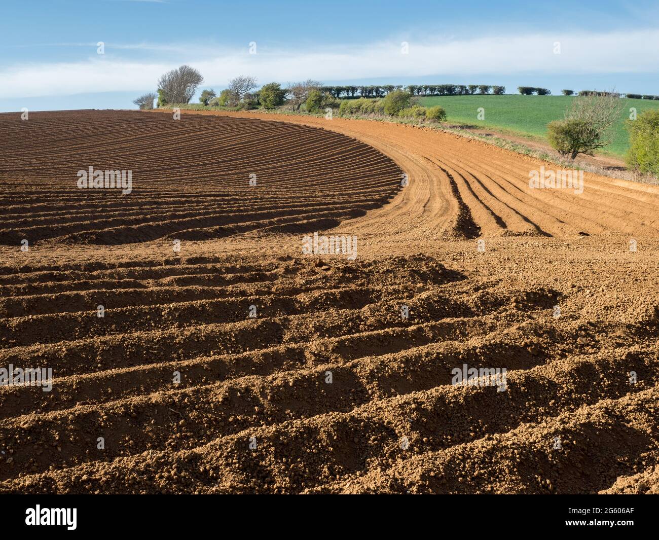 strong geometric shape pattern in curves and lines in a ploughed seeded field at golden hour side hard light under clear blue sky Stock Photo