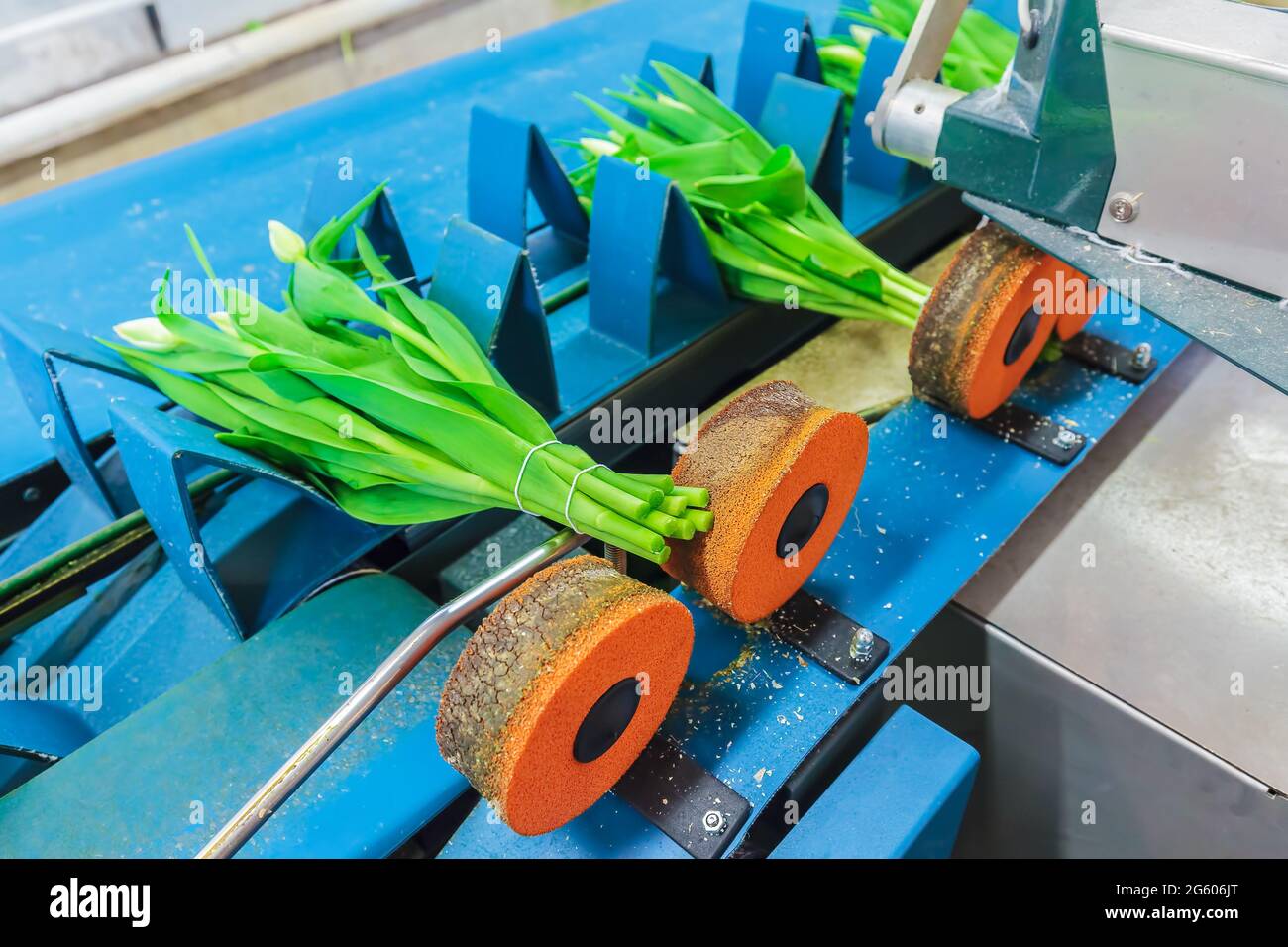 Fresh tulips on a blue conveyor belt in a Dutch greenhouse ready for export Stock Photo