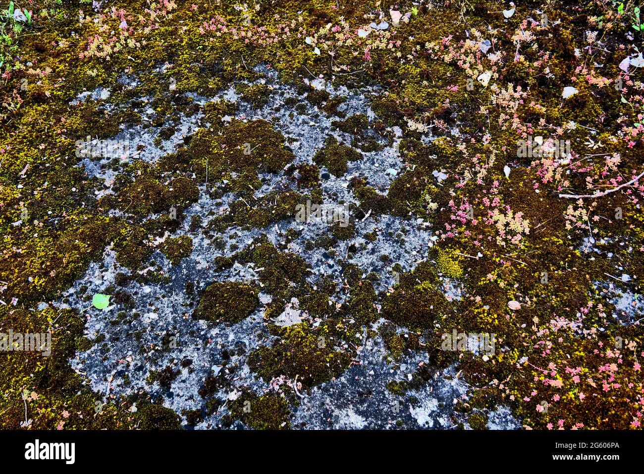 Concrete slab covered with mousses and lichens, conceptual photography, France Stock Photo