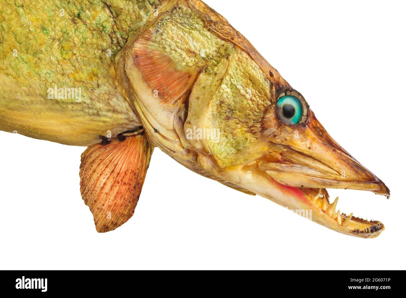 Antique stuffed and mounted northern pike fish isolated on a white background Stock Photo