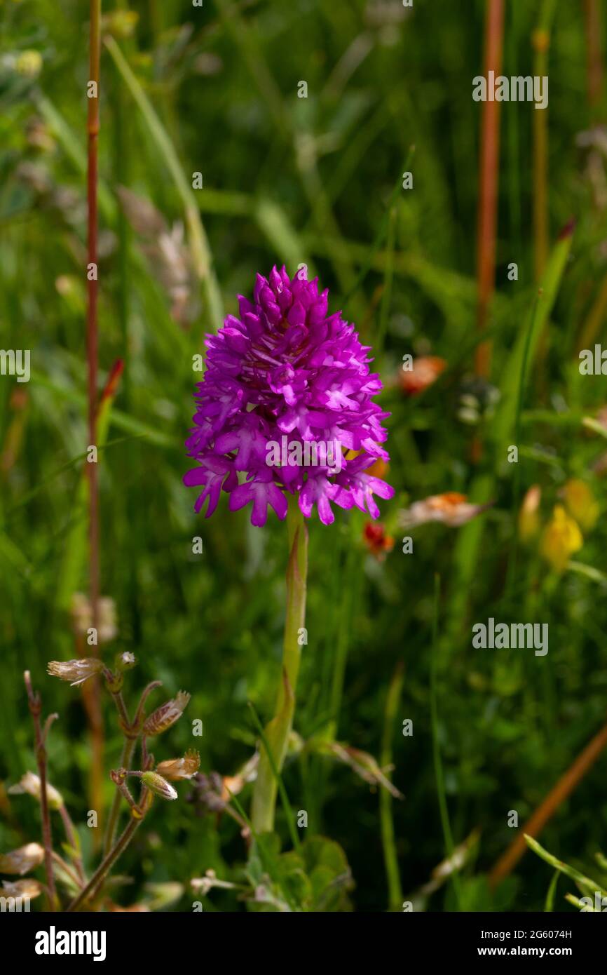 The Pyramidal Orchid has rosy purple flower heads that are dense conical spikes. In the North they become a plant of coastal areas Stock Photo
