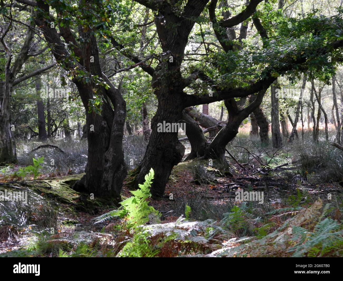 Arne rspb reserve bird hi-res stock photography and images - Alamy