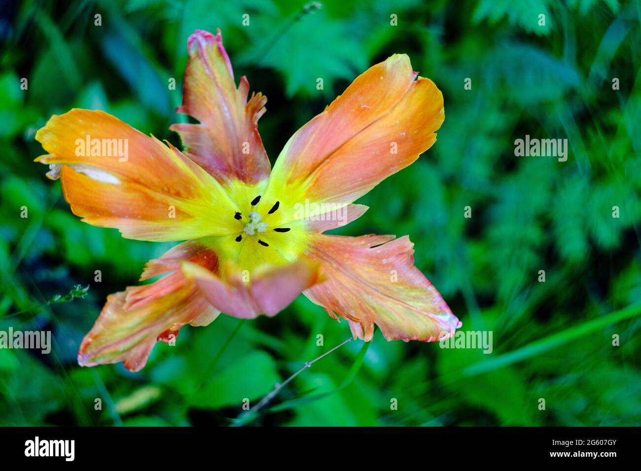 Berlin, Germany. 30th May, 2021. A faded tulip in the Luisenstadt cemetery. Credit: Stefan Jaitner/dpa/Alamy Live News Stock Photo