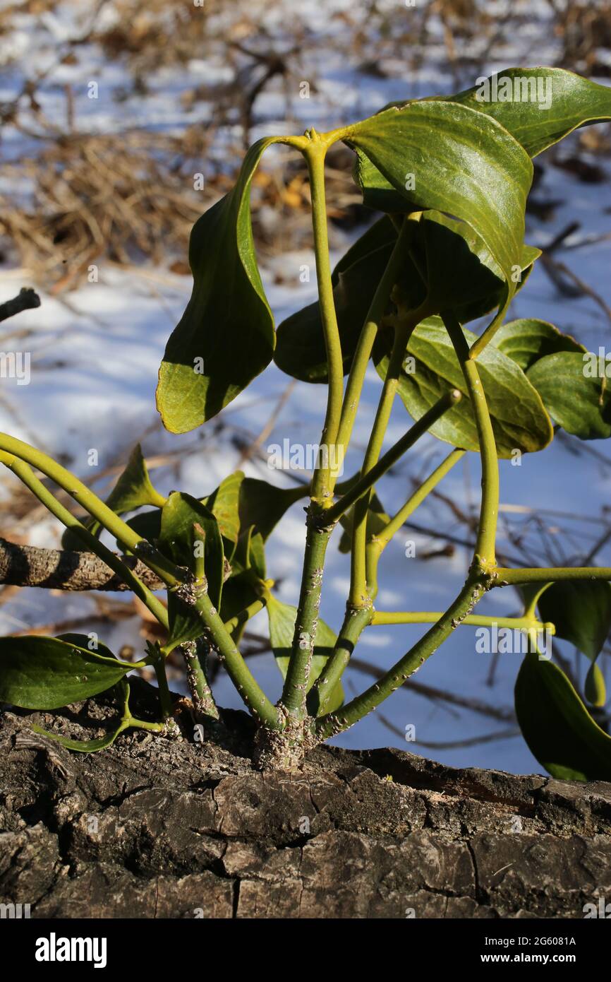 Viscum album, Mistletoe, Loranthaceae. Wild plant shot in spring. Stock Photo