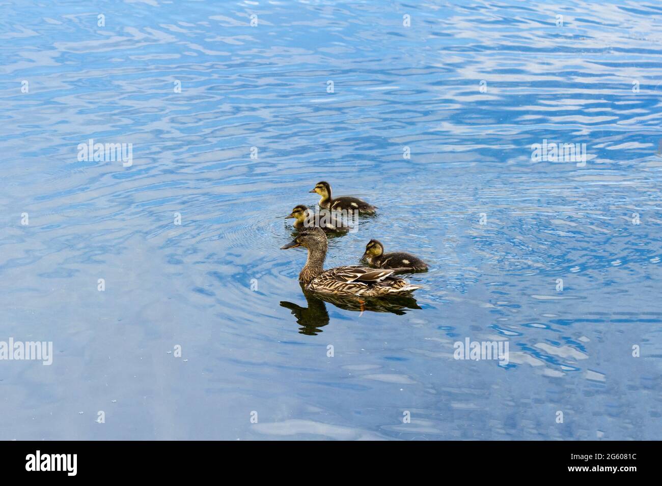 Female Mallard duck with her ducklings swimming on a lake. Anus platyrhynchos. Stock Photo