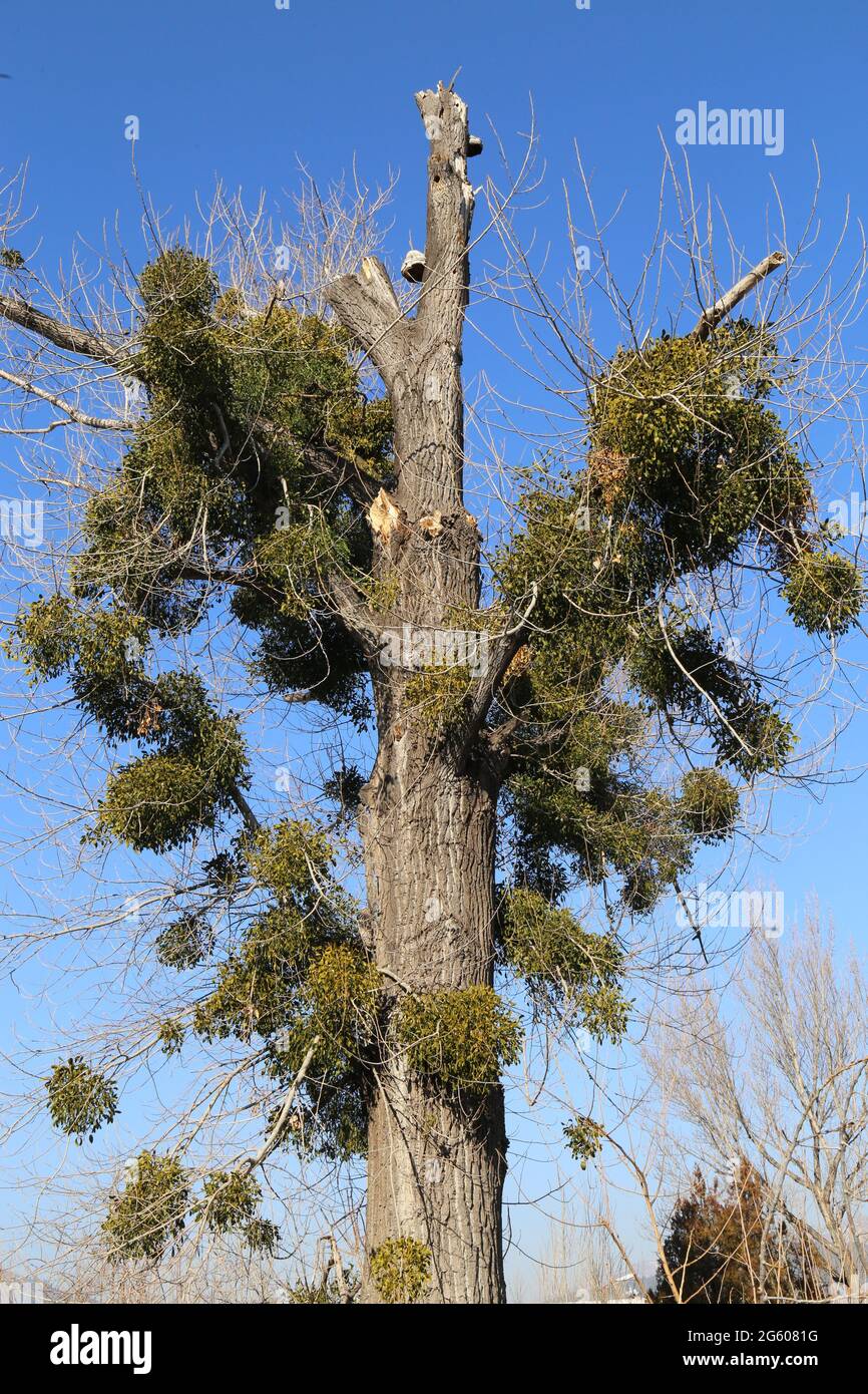 Viscum album, Mistletoe, Loranthaceae. Wild plant shot in spring Stock  Photo - Alamy