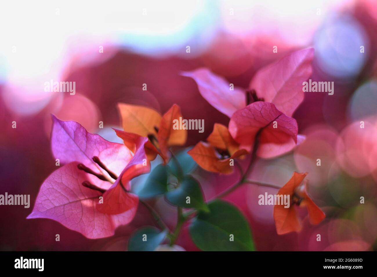 Beautiful tropical red flowers hi-res stock photography and images - Alamy