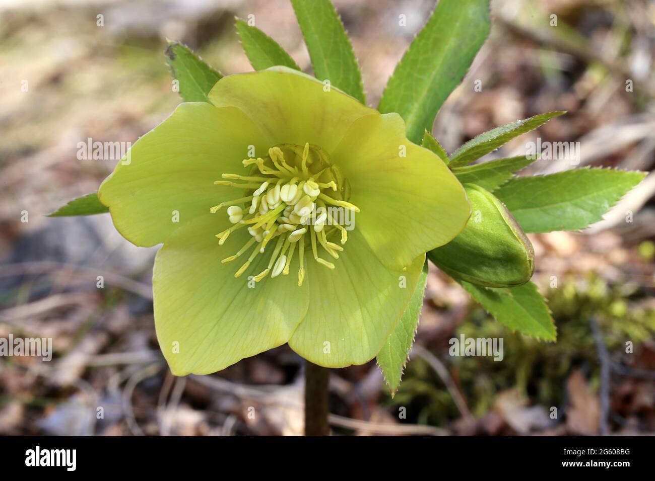 Helleborus odorus, Ranunculaceae. Wild plant shot in spring. Stock Photo