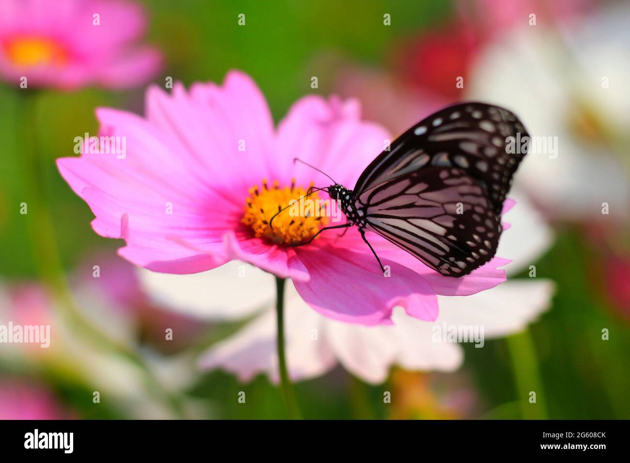 Tiger butterfly having honey on cosmos flower (Cosmos Bipinnatus