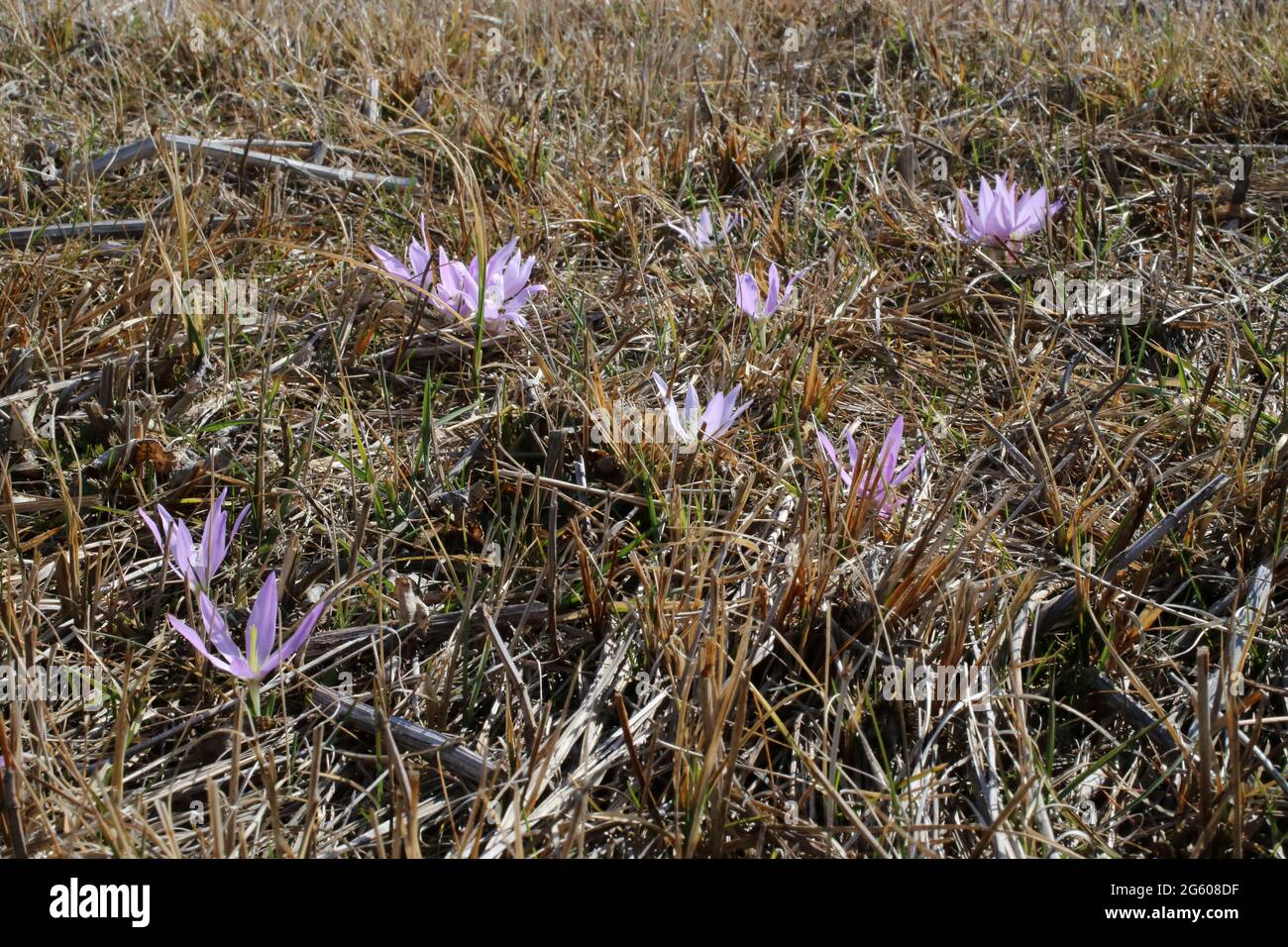 Colchicum diampolis, Colchicaceae. Wild plant shot in spring. Stock Photo
