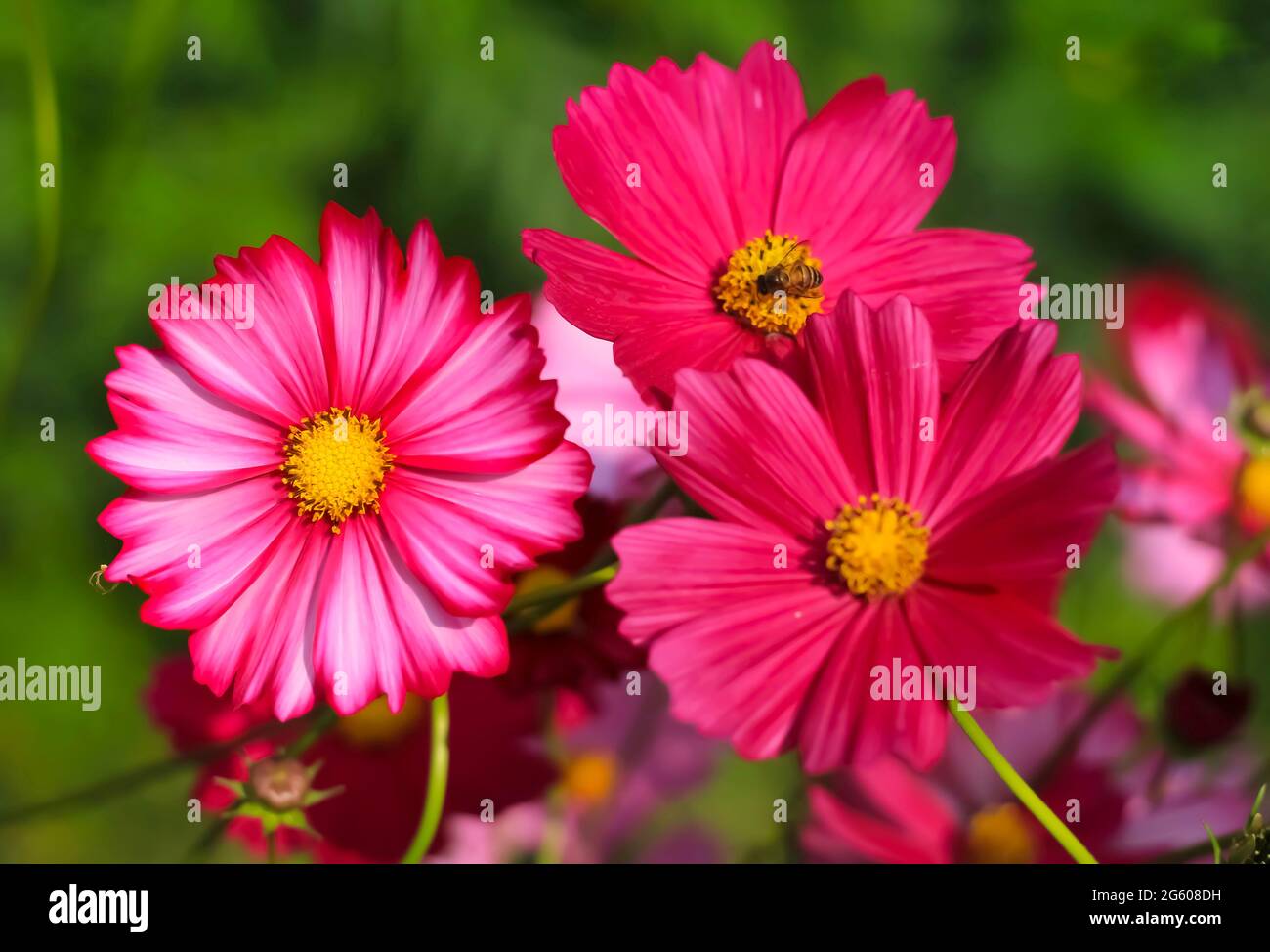 Field cosmos flower hi-res stock photography and images - Alamy