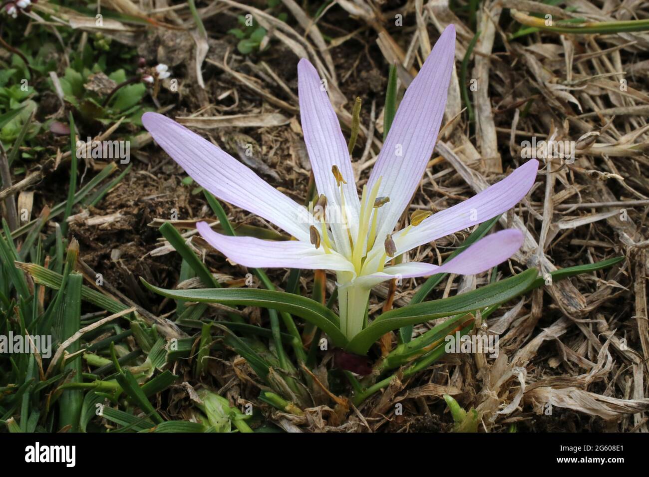 Merendera sobolifera, Colchicum soboliferum, Colchicaceae. Wild plant shot in summer. Stock Photo