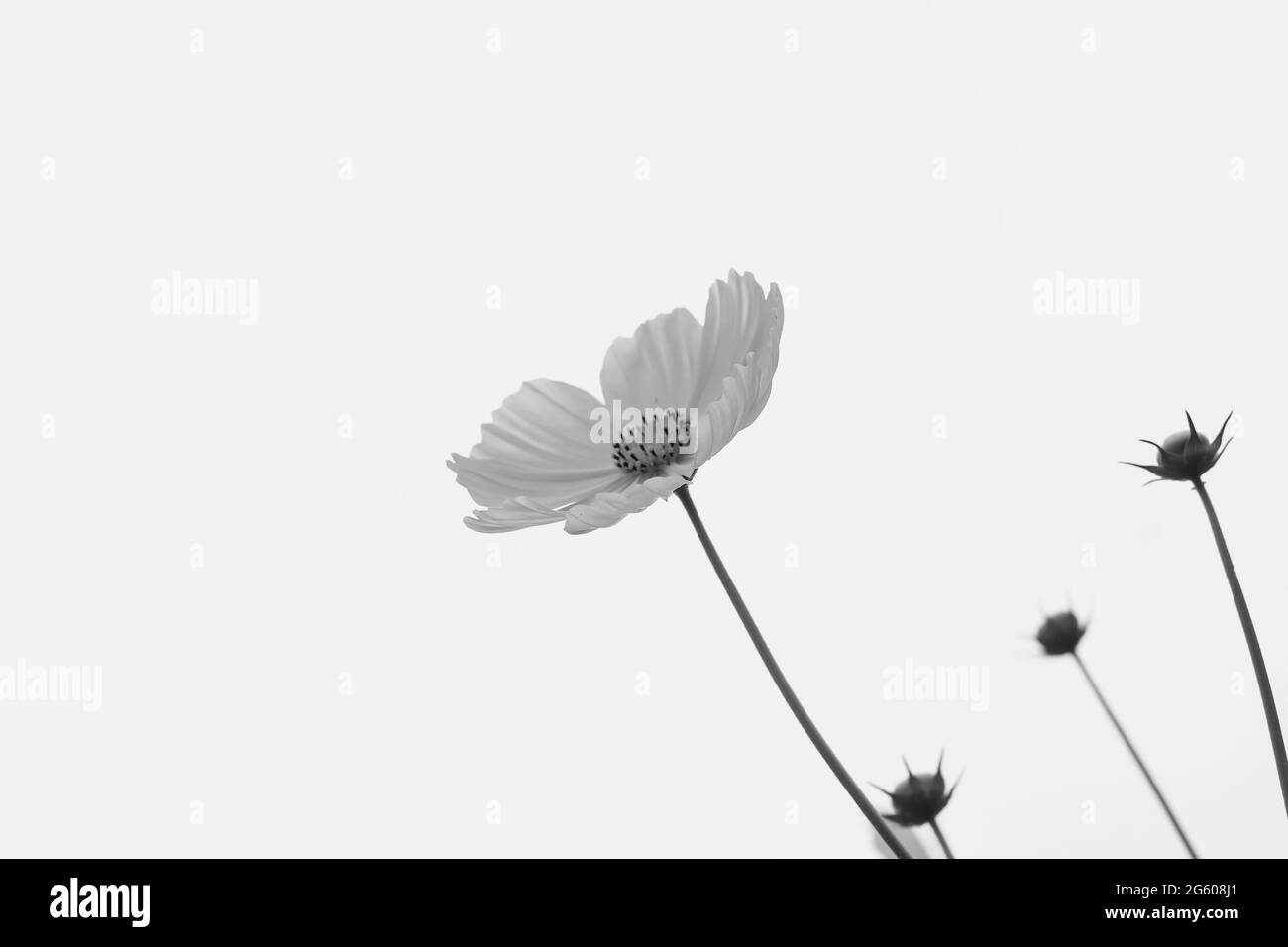Beautiful cosmos flower (Cosmos Bipinnatus) with sky background for the wallpaper. Stock Photo