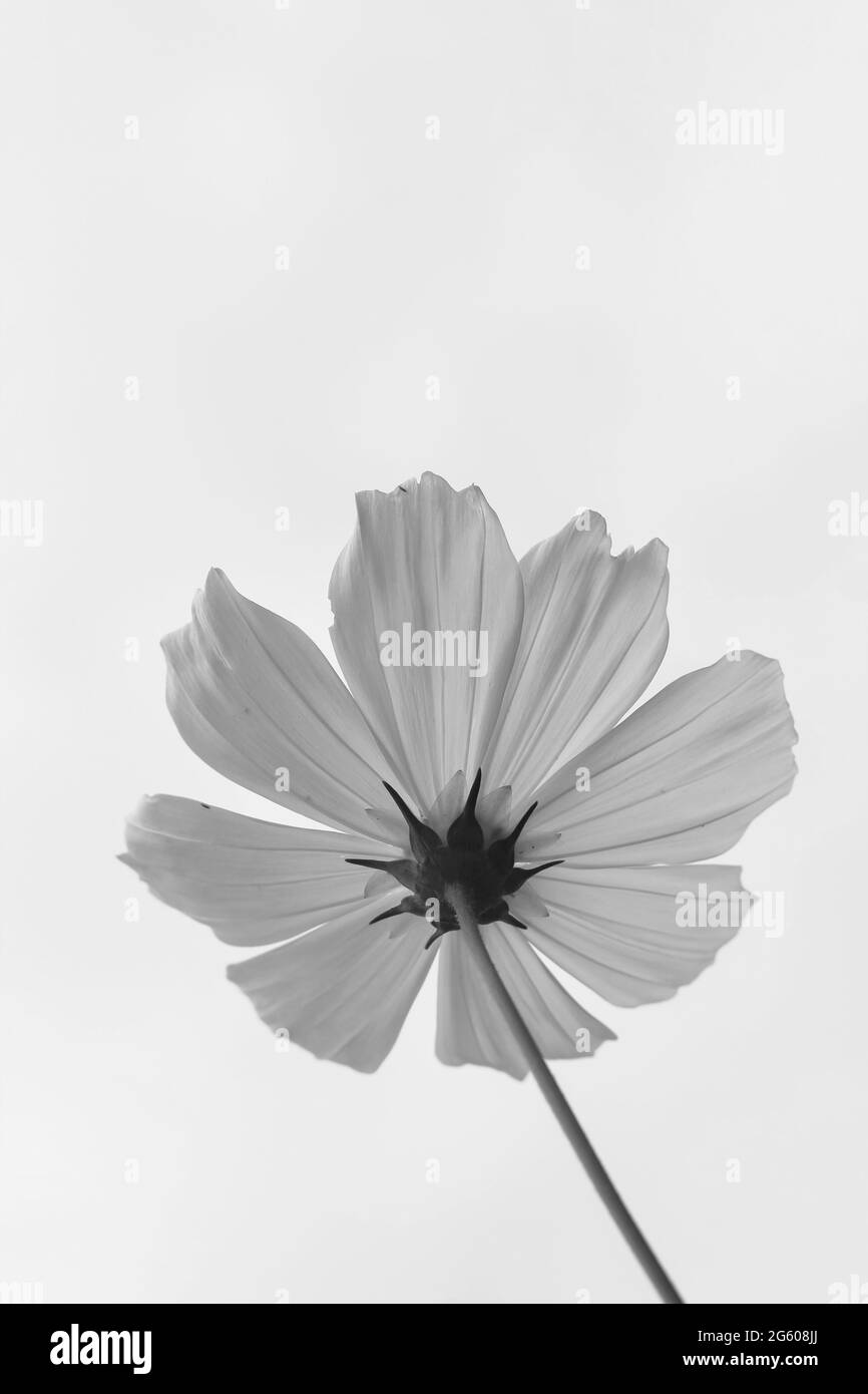 Beautiful cosmos flower (Cosmos Bipinnatus) with sky background for the wallpaper. Stock Photo