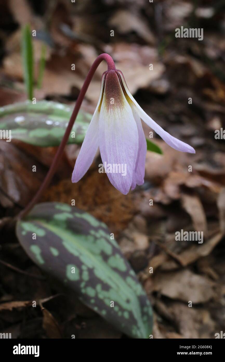 Erythronium dens-canis, Dog's Tooth Violet, Liliaceae. Wild plant shot in summer. Stock Photo