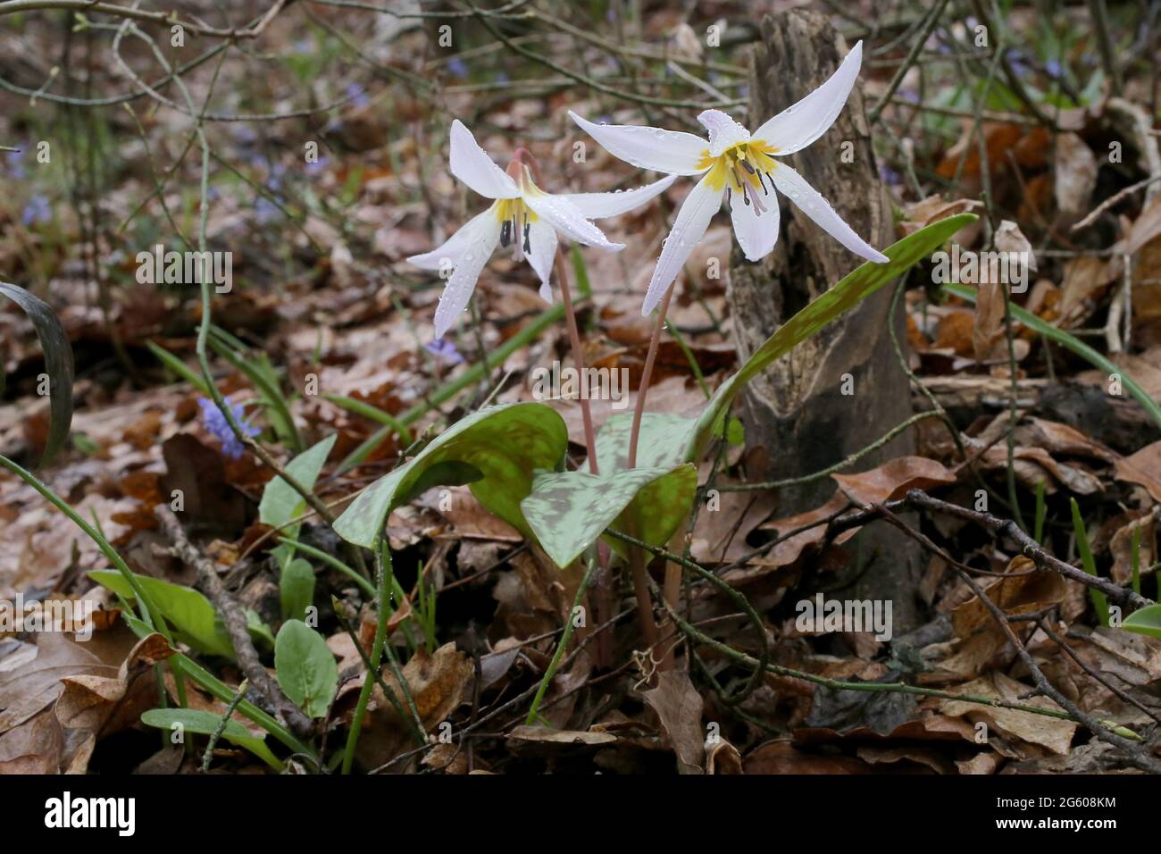Erythronium dens-canis, Dog's Tooth Violet, Liliaceae. Wild plant shot in summer. Stock Photo