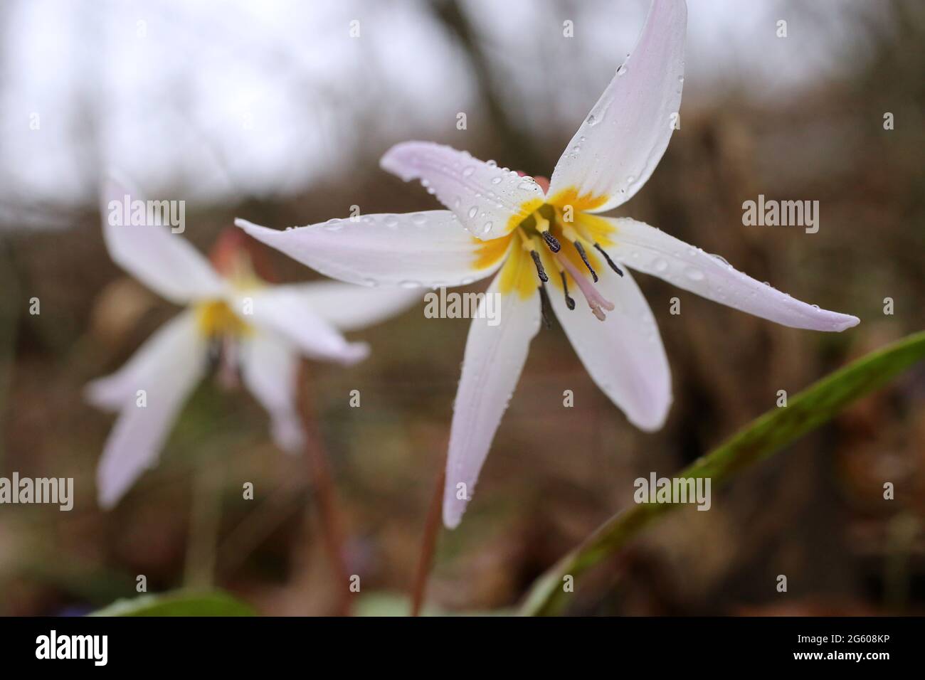 Erythronium dens-canis, Dog's Tooth Violet, Liliaceae. Wild plant shot in summer. Stock Photo