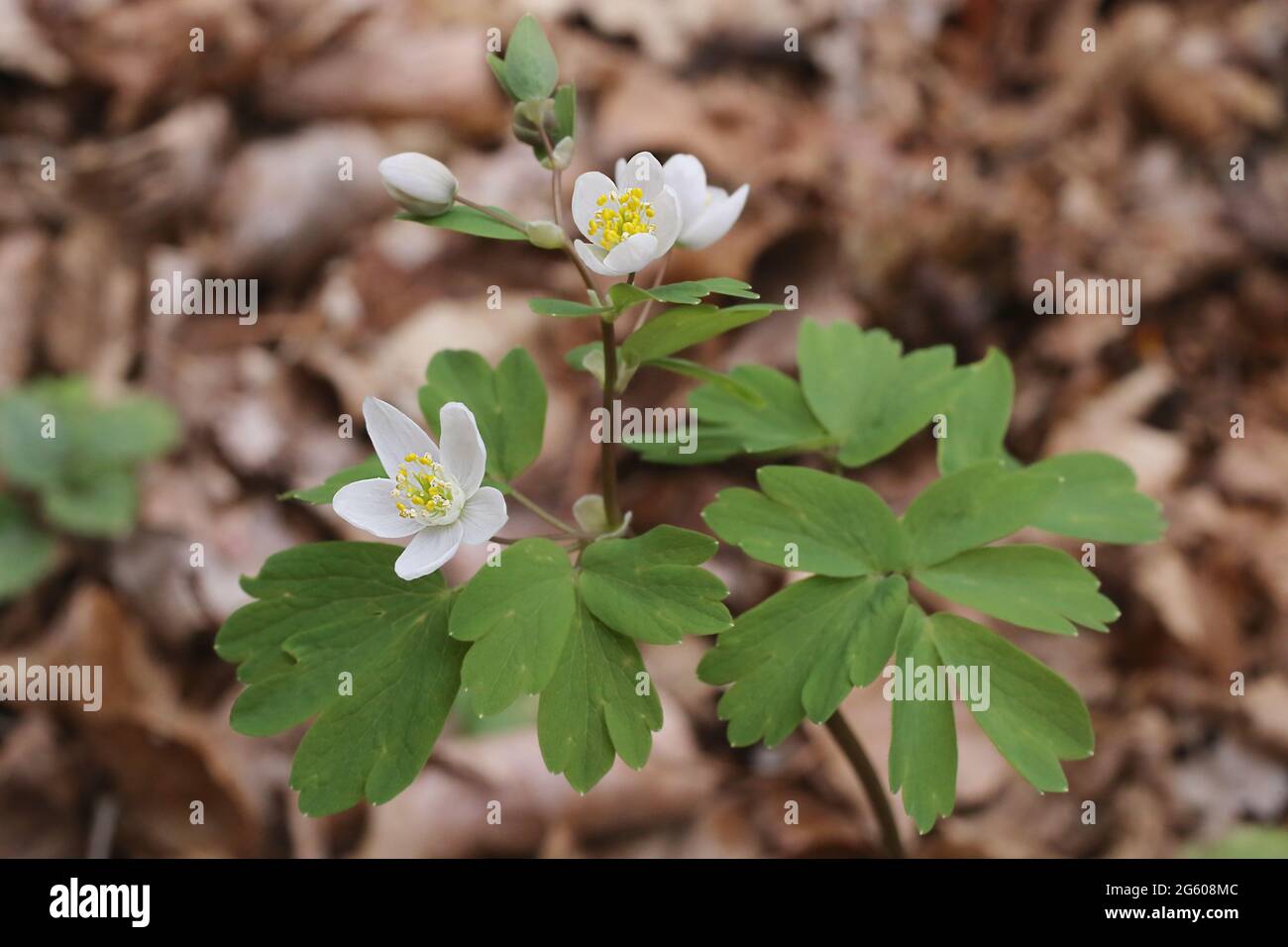Isopyrum thalictroides, Rue-Leaved Isopyrum, Ranunculaceae. Wild plant shot in summer. Stock Photo