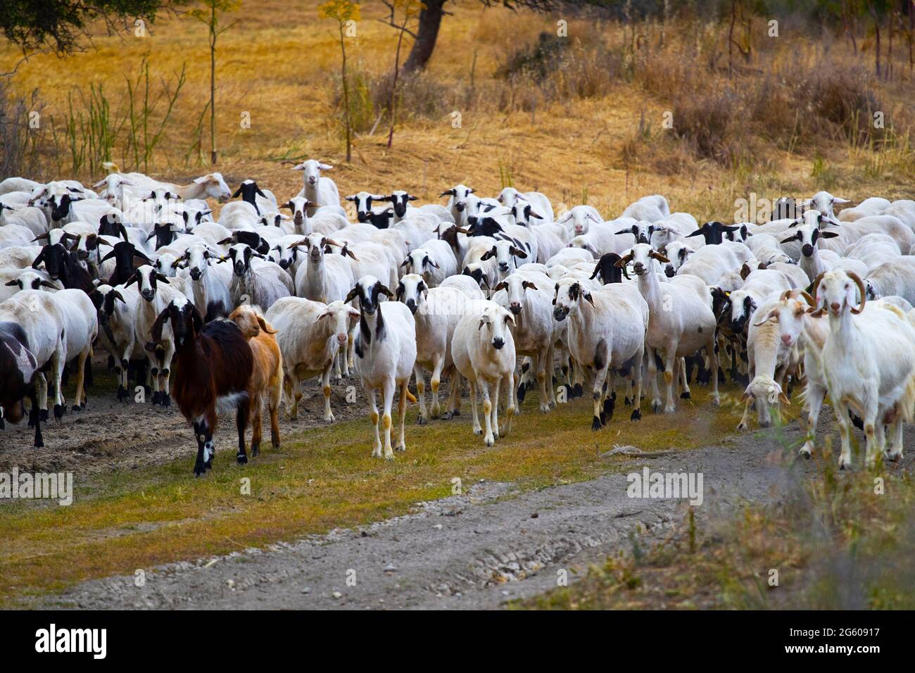 Goats walk in village, Breeding of domestic animals. Industrial animal husbandry, Livestock business concept, Farm with animals, Herd of goats grazes Stock Photo - Alamy Goats walk in village, Breeding of domestic animals. Industrial animal husbandry, Livestock business concept, Farm with animals, Herd of goats grazes Stock Photo - Alamy