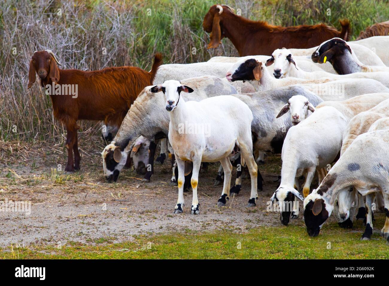 Goats walk in village, Breeding of domestic animals. Industrial animal  husbandry, Livestock business concept, Farm with animals, Herd of goats  grazes Stock Photo - Alamy