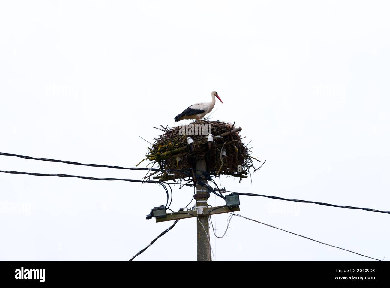 A white stork standing in nest on the Utility pole Stock Photo