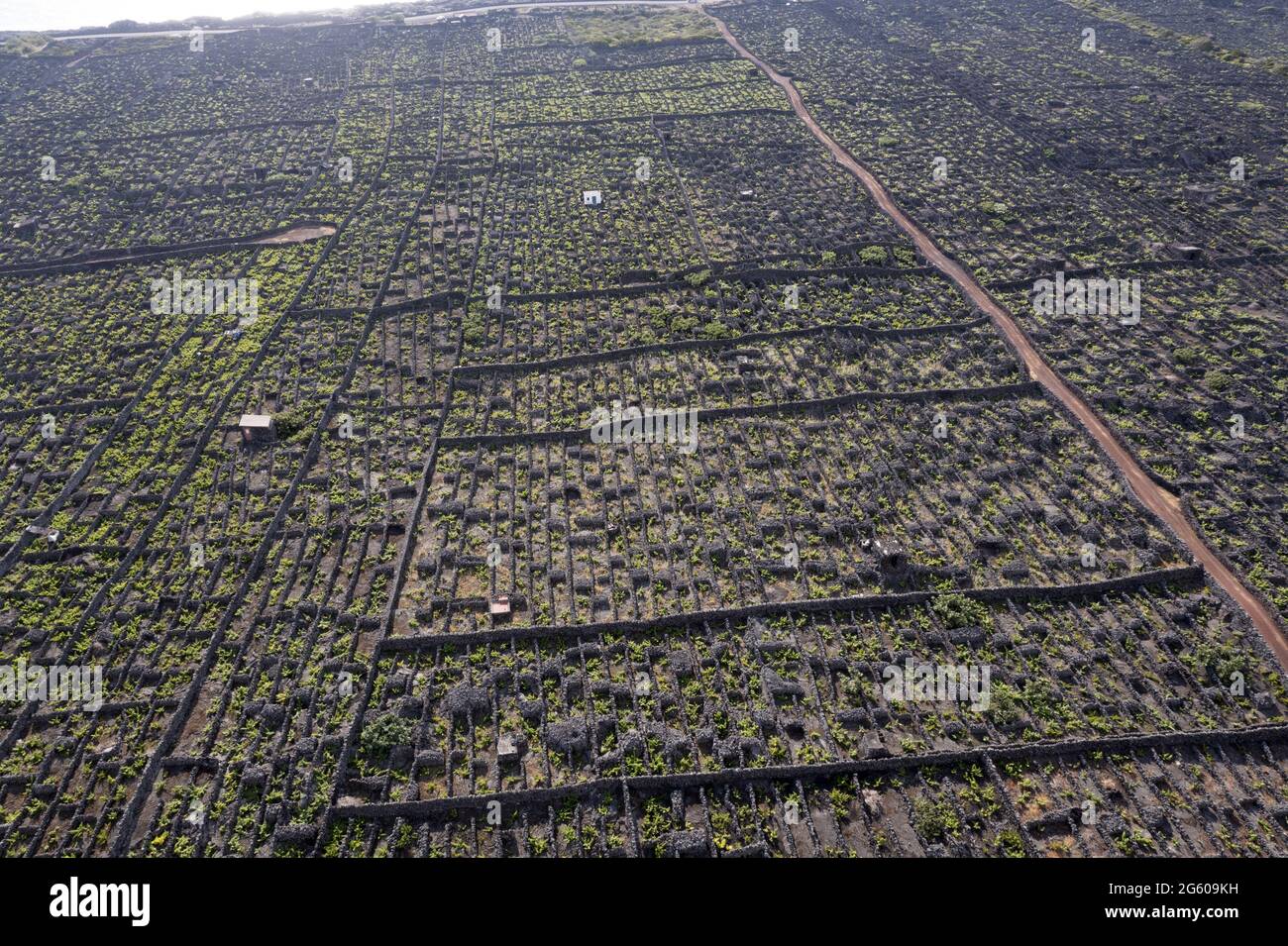 Overgrown path in São João hamlet
