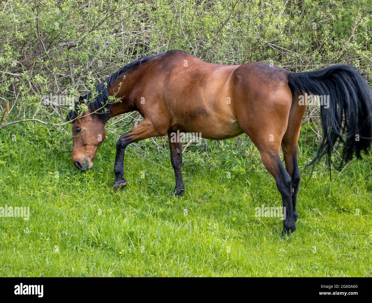 Thoroughbred horse grazes on a green field. Stock Photo