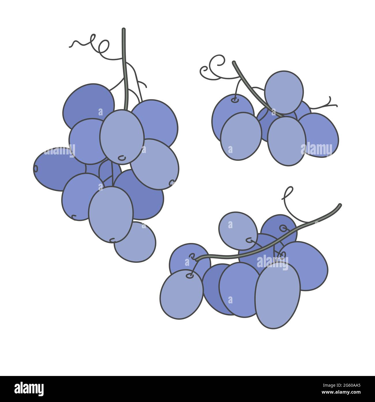 Vector Linear Illustration Grape Branches Isolated On White Background