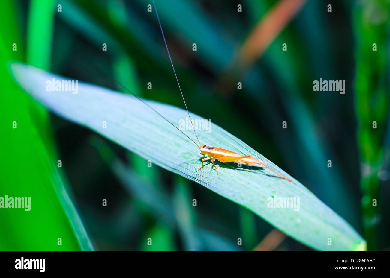 Beautiful grasshopper on the grass on a blurred background. Grasshopper macro view. Grasshopper profile. Stock Photo