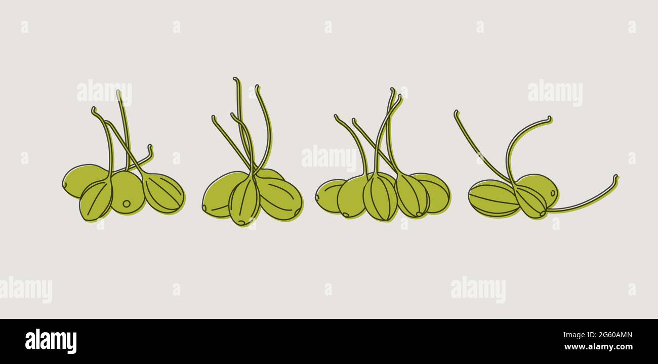 Vector illustration pickled capers - vintage linear style Stock Vector