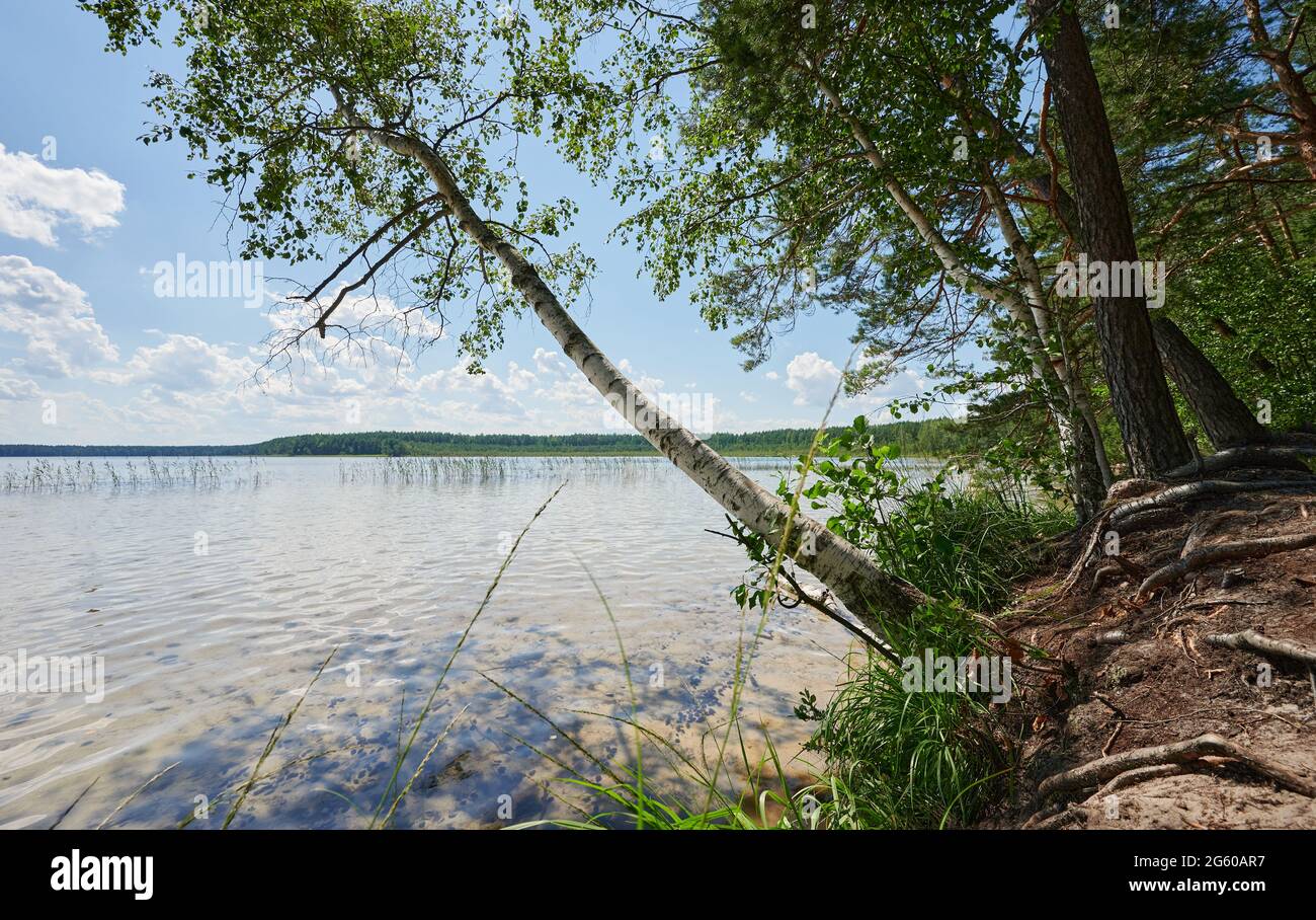 Birch tree on lake shore in blue sky background sunny day Stock Photo