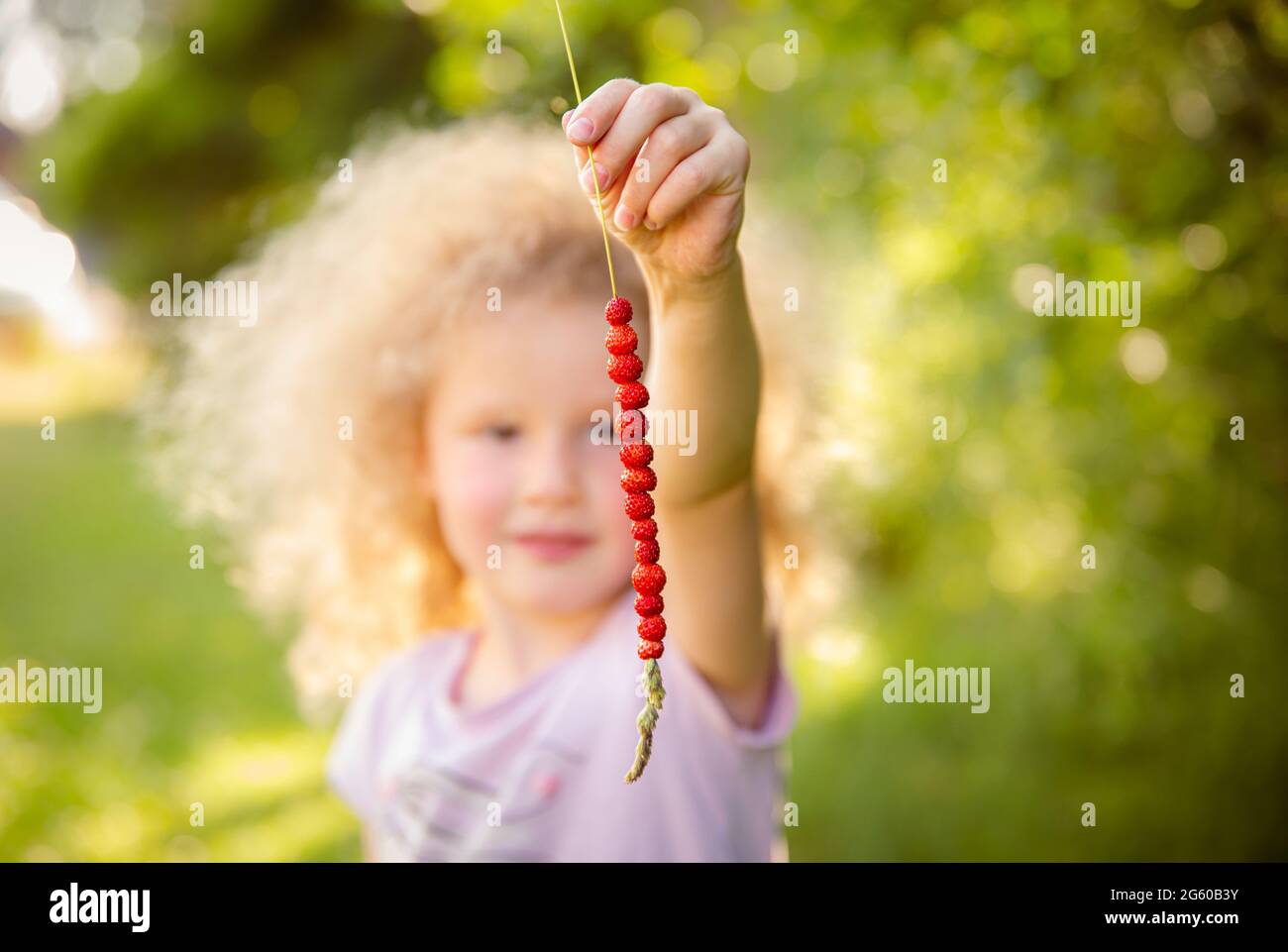 5 year old child holding grass straw with string of wild strawberries Fragaria vesca outdoors on sunny summer day. Selective focus on string. Summer v Stock Photo